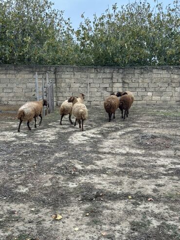 Qoyunlar, qoçlar: Qoyunlar – qaragül tipli qəhvəyi yunlu, qara başlı və ayaqlı heyvanlar — 10