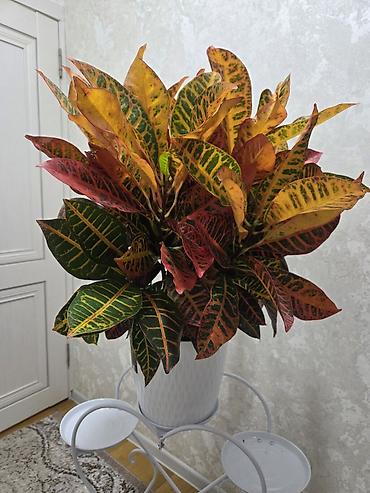 Антуриумы: Антуриум и кротон в кашпо - Антуриум с белыми прицветниками и — 8