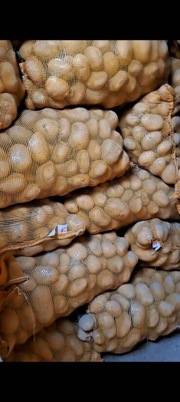 цена картошки в бишкеке: КАРТОШКИ 
Продаю отборные картошки 
Цена: 20 сом кг
Кочкор