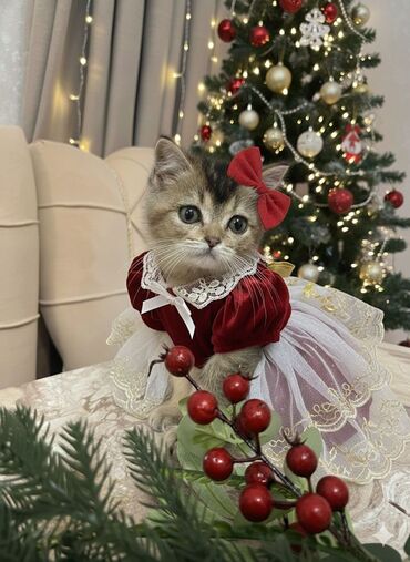 Pişiklər: Britan, Yaxşı əllərə — 2