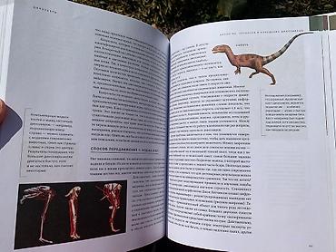 Другие книги и журналы: Книга «Динозавры» Новая, покупали в Букингем, нигде не порвано, не — 6