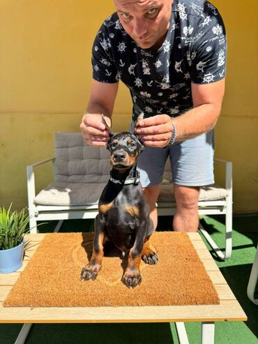 Psi: Doberman stenad. Ostenjeni su 28.06.2025. Spremni su za preuzimanje — 2