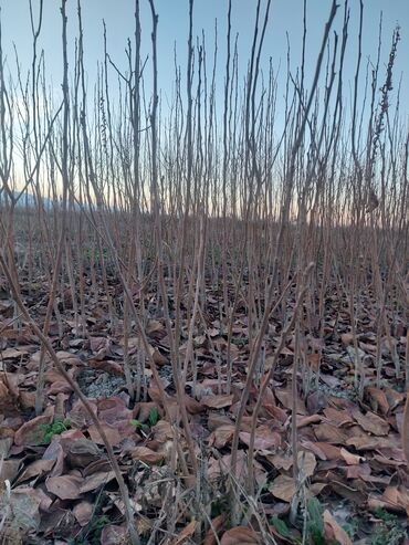 Şitillər: Məhsul: Gül kolları (qızılgül) Təsvir: - Şəkillərdə müxtəlif rəng və — 11