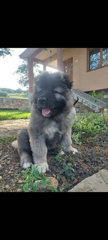 Psi: Kavkaski ovcari, štenci na prodaju stari 2 meseca slobodni za na lalafo.rs — 1 Psi: Kavkaski ovcari, štenci na prodaju stari 2 meseca slobodni za — 1