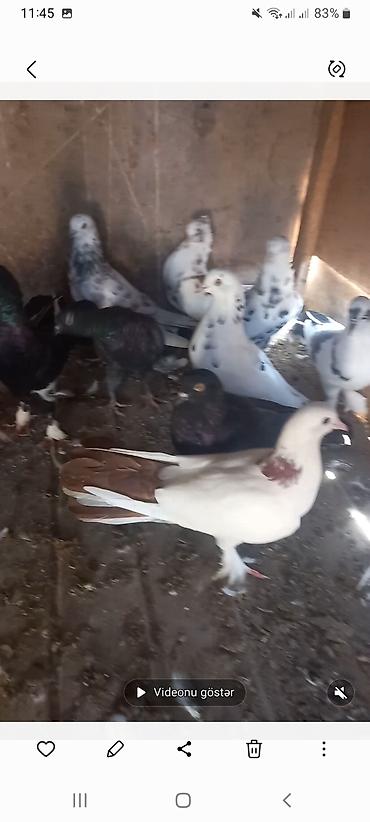 goyərcin satılır: Salam Tutulma heyvanlardi 20 denedi hami kom satilir unvan Merdekan su — 1