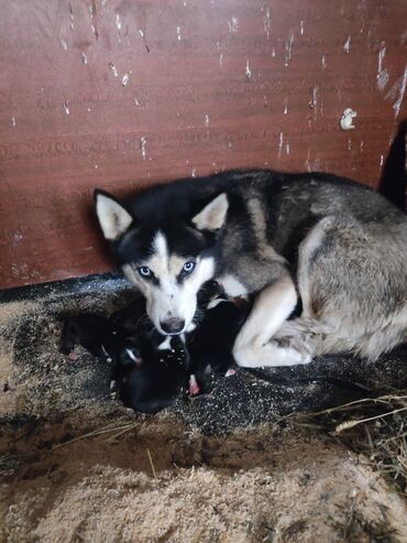 İtlər: Xaski, 1 ay, Erkek — 6