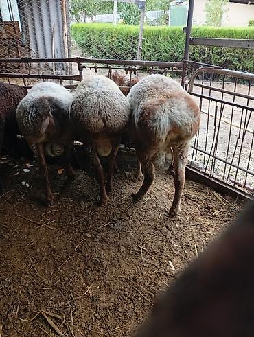Башка жаныбарлар: Продам кочкоров, возраст 9месяцев.цена35 т.сом — 4