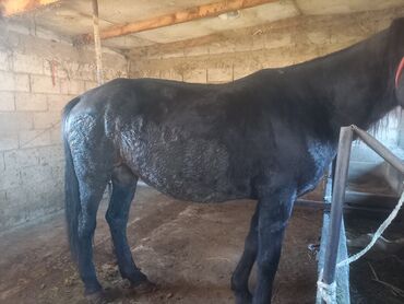 продаю в связи с переездом: Сатам | Бээ (ургаачы) | Союуга, Көбөйтүү үчүн