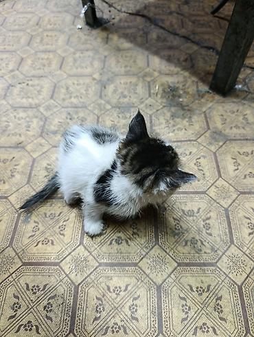 Отдам даром кошку: Котята даром, есть кошка веслоухая 1 год тоже даром в хорошие руки — 8
