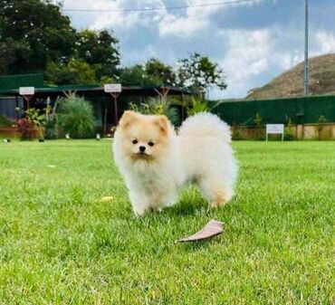 İtlər: Şpitz, 1 il, Dişi, Peyvəndli, Rayonlara çatdırılma, Pulsuz çatdırılma, Ünvandan götürmə — 11