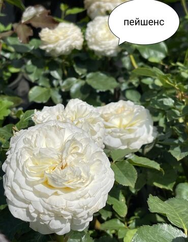 Şitillər: Salam Güllər Rusiyada gelib xarici gülldü nömrədə whatsapp var — 39