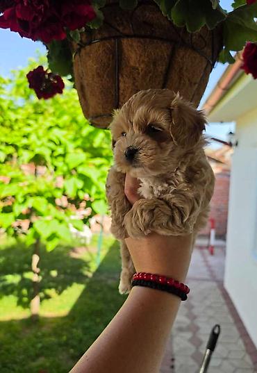 stenci maltezera: Savrseni maltipoo bebani spremni su za preuzimanje. Jako malog rasta — 6