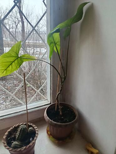 Другие комнатные растения: Элегантное домашнее растение с длинными побегами и глянцевыми зелеными — 3