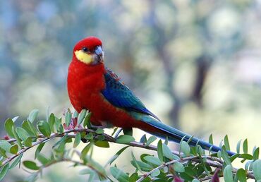 ağ pişik cinsləri: Salam, erkəkdir. 2 yaşı var. Sağlam quşdur. Sarıyanaq rozelladır