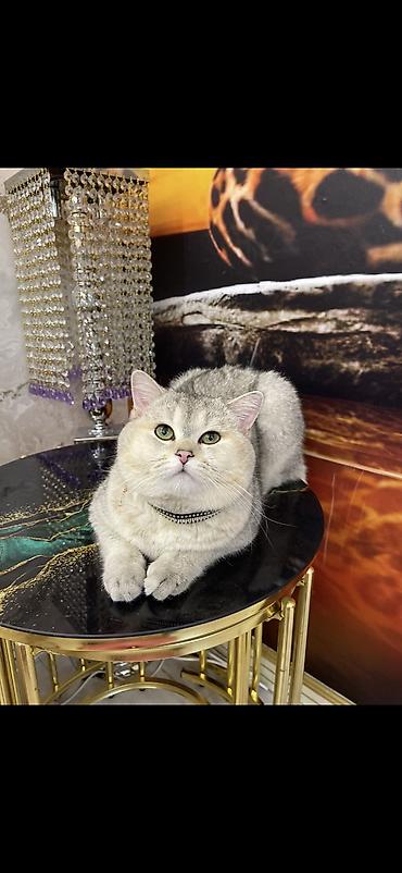 Pişiklər: Şinşilla, Erkək, Cütləşmə üçün — 3