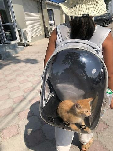 рюкзак для животных: Прозрачный рюкзак‑переноска для кошек и мелких животных - Внутри — 6