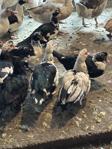 Другие животные: Индоутки — 9