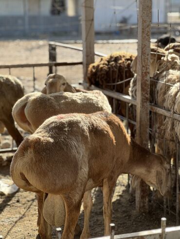 кой козы: Продаю | Овца (самка), Баран (самец) | Гиссарская, Полукровка, Долан