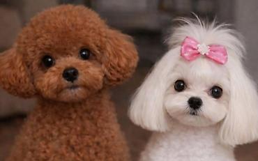 İtlər: 2 ay, Dişi, Peyvəndli, Ünvandan götürmə — 7