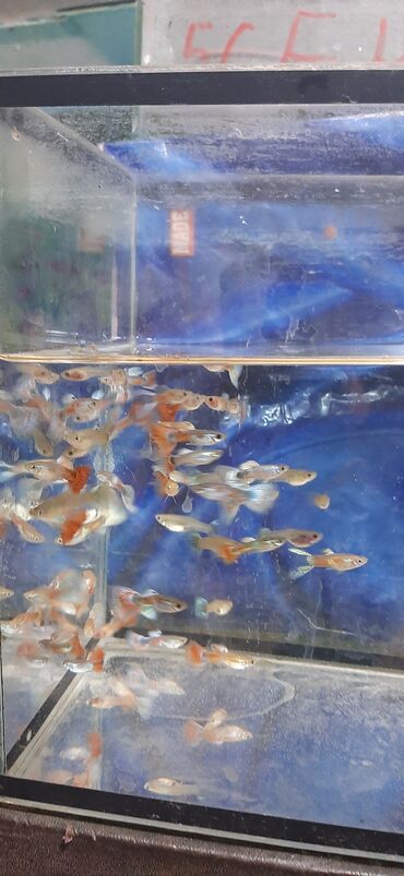 аквариумный рыба: Продаю аквариумных рыбок(гуппи,меченосцы)