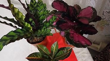 Другие комнатные растения: Представляем ассортимент декоративно-лиственных растений, которые — 1