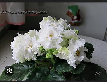 Фиалки и глоксинии: 🌱🌺🌱 Продаю сортовые ДЕТКИ стандартных, трейлерныхмини и полумини — 26
