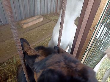 Животные: Продаю | Козлёнок | Для разведения — 3