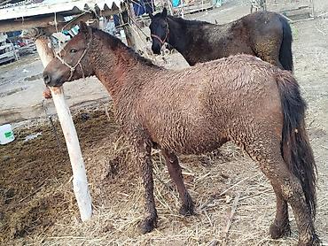 Лошади, кони: Продаю | Конь (самец) | Кара Жорго | На забой, Для разведения, Рабочий | Осеменитель — 7