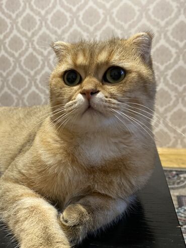 сколько стоит британский кот: Золотая шиншилла, Самец, Для вязки