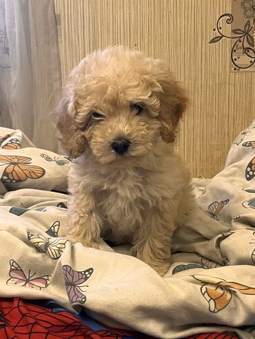 İtlər: Pudel, 2 ay, Erkek, Peyvəndli, Ödənişli çatdırılma — 2