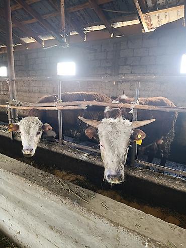 Коровы, быки: Продаю | Бык (самец) | Герефорд | На откорм | Племенные — 10