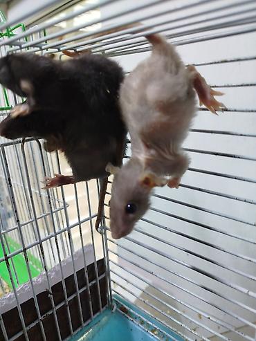 Крысы: Продам маленьких крысят Рэксов . Есть в продаже клетки поильники — 4
