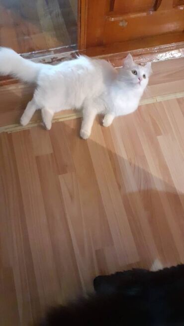 pişik cinsleri: Turkish angora cat, Female animal, Paid delivery