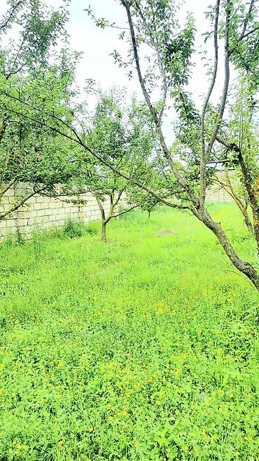 Torpaq sahələrinin satışı: 24 sot, Tikinti, Mülkiyyətçi, Kupça (Çıxarış) — 6