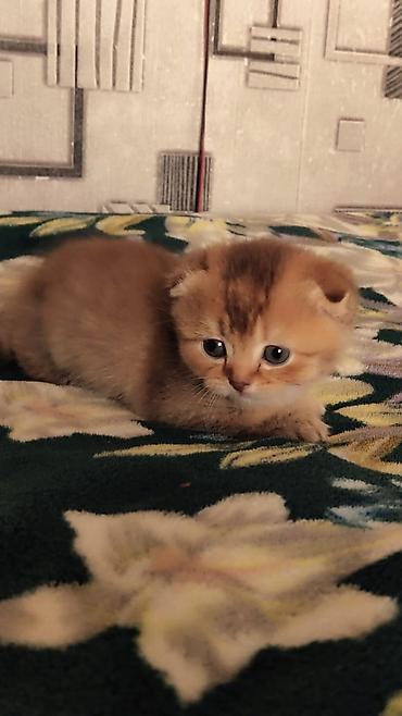 кошка веслоухий: Шотландский вислоухий котёнок (Scottish Fold) - Окрас: тёплый — 2