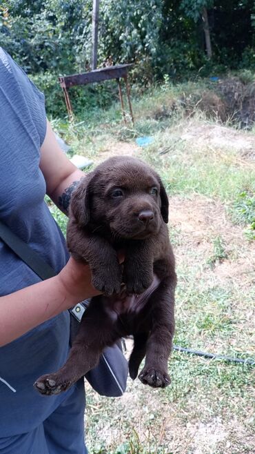 labrador retriever: Labrador-retriver, 1 ay, Erkek, Ünvandan götürmə