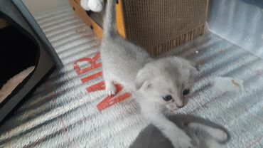 Продажа кошек: Скотиш Фолд (Шотландская вислоухая), 1 месяц, Мальчик, Серебристая шиншилла, Приучена к лотку