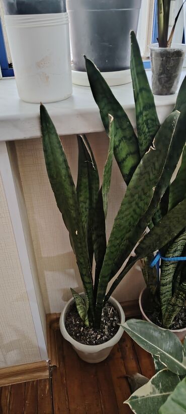 Çöl bitkiləri: Sansevieria (Qayın diləyi) – otaq bitkisi - Növ: Sansevieria