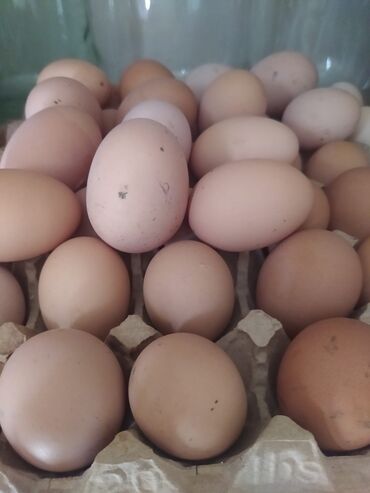 mayalı yumurta satışı: Ünvandan götürmə