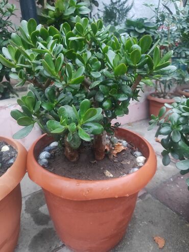 цветы в горшках в баку: Qalxanvarı (Crassula ovata) – “Pul ağacı” - Sukkulent növü, parlaq