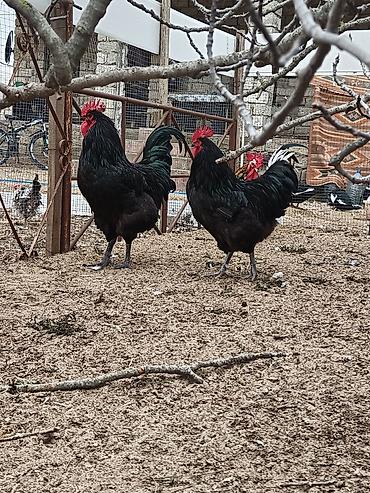 Xoruzlar: Məhsul: Safqan xoruzlar Təsvir:Təmiz qan Alman astralop cins — 15