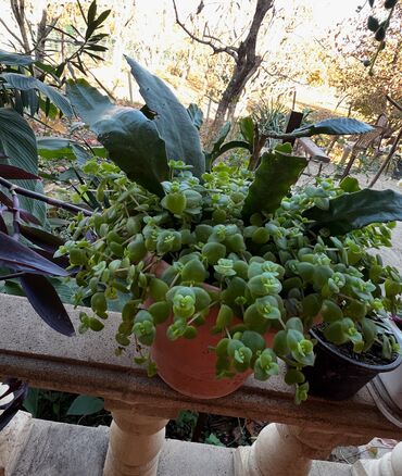 Otaq bitkiləri: Her nov guler var endirimnen verecem Gencedi istiyen yazsin satiş -da lalafo.az — 40 Otaq bitkiləri: Her nov guler var endirimnen verecem Gencedi istiyen yazsin satiş — 40