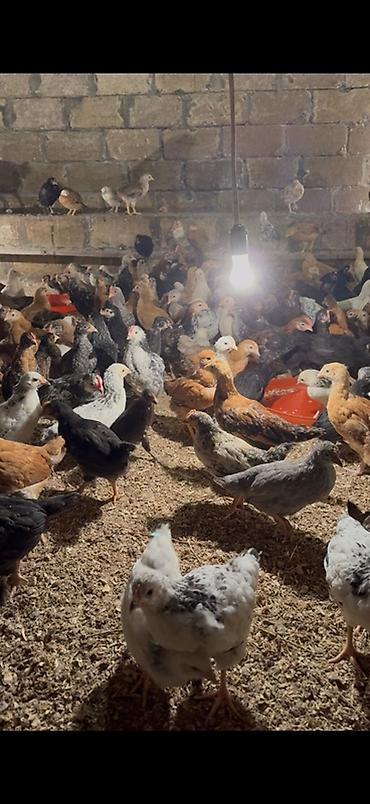 Cücələr: 45,50 günlük tam sağlam aktiv diribaş qarışığ kənd cücələri bütün — 2