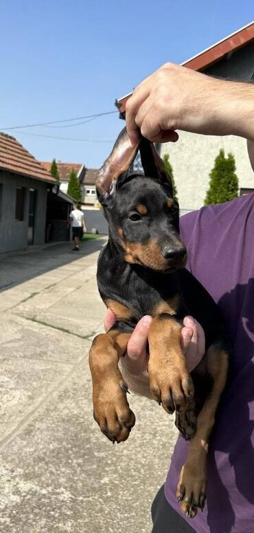 Psi: Stenci dobermana vrhunskog porekla za rezervaciju Rodjeni 23.07.2023 — 2