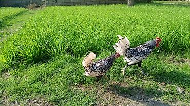 broyler cuce satisi: Toyuq, Damazlıq — 4