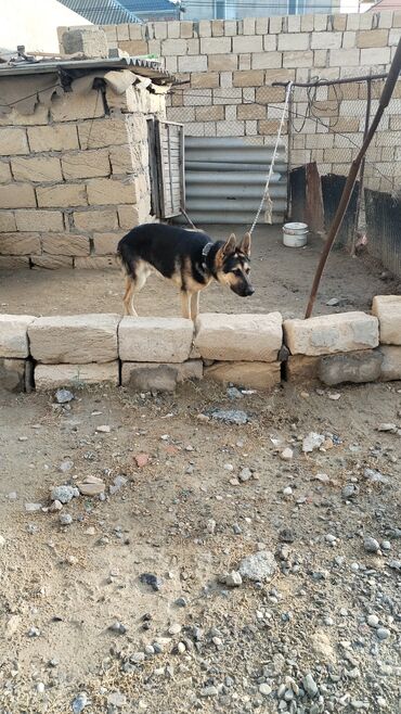 İtlər: Alman çoban iti, 6 ay, Erkek -da lalafo.az — 8 İtlər: Alman çoban iti, 6 ay, Erkek — 8