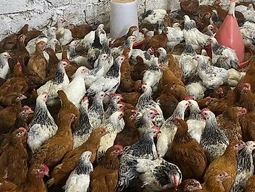 K/t heyvanları və malları: Toyuq cücələri, Ətlik, Ödənişli çatdırılma — 2