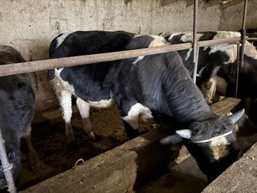 срочно продаю в связи с переездом: Сатам | Бука (эркек) | Аргын | Бордоп семиртүү үчүн | Байланган