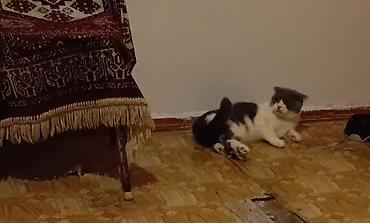 Кошки: Шотландская вислоухая — 2