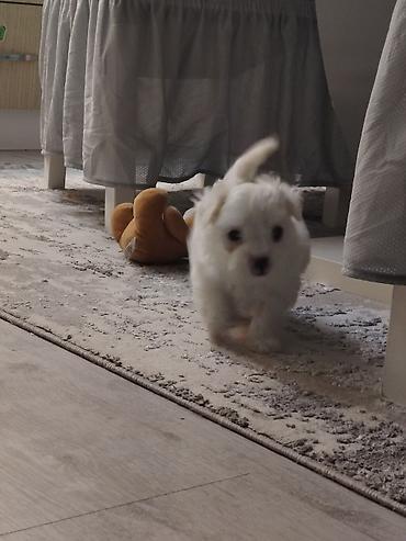 obuca ps: Rasa: mali, bele dlake, pahuljast pas pratilac (tipičan za toy/mini — 1